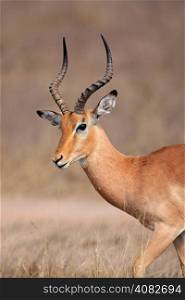 Portrait a male impala antelope (Aepyceros melampus), Kruger National Park, South Africa&#xD;