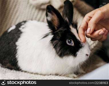 portrait adorable rabbit 2