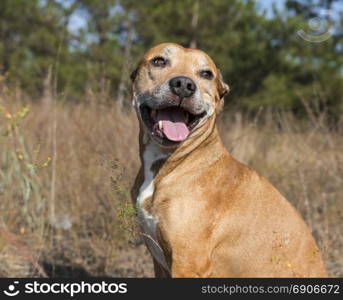 portrait American pit bulls outdoors, summer day