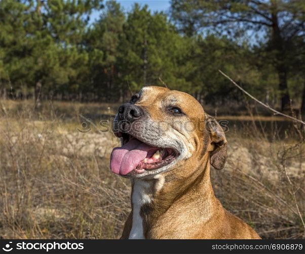 portrait American pit bulls outdoors, summer day