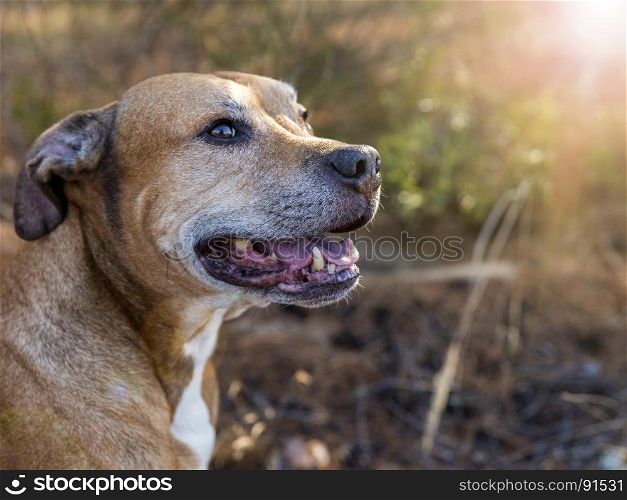 portrait American pit bulls outdoors, summer day