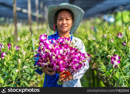 Portrait asian gardener of orchid gardening farm, The purple orchids are blooming in the garden farm, Happiness worker holding bundle of blossom, Purple orchids in farming of bangkok, thailand.