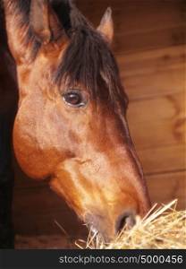 portrait bay feeding horse in stable