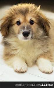 portrait beautiful corgi fluffy puppy