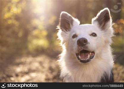 portrait beautiful dog . Resolution and high quality beautiful photo. portrait beautiful dog . High quality and resolution beautiful photo concept
