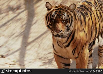 portrait bengal tiger standing looking