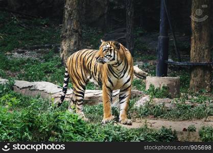 portrait bengal tiger standing looking on grass