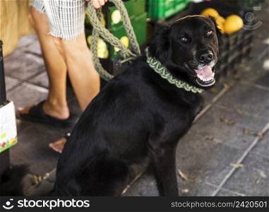 portrait black dog with mouth open looking camera market