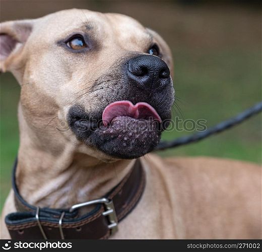 portrait brown American pit bull terrier , selective focus