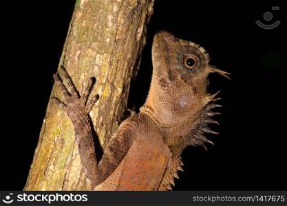 Portrait brown spike chameleon on Wood