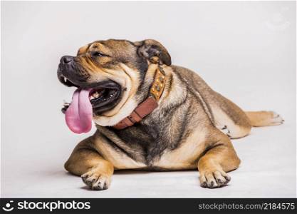 portrait bulldog with sticking its tongue out white background