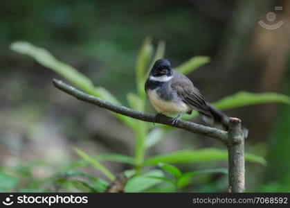 Portrait close up of Malaysian Pied Fantail(Rhipidura javanica) in nature