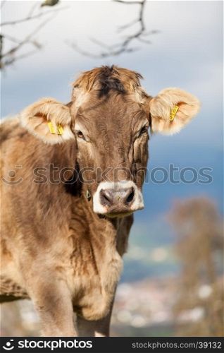 Portrait cow. Cow Farm. Close Up Of Cows Head Grazing At Field