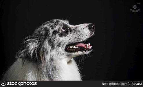 portrait cute border collie dog