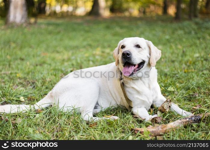 portrait cute labrador sitting grass