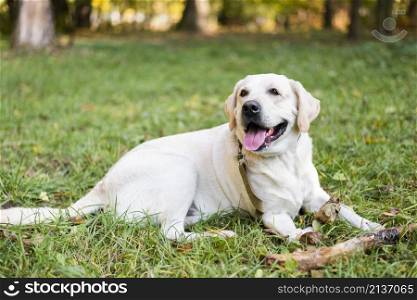 portrait cute labrador sitting grass