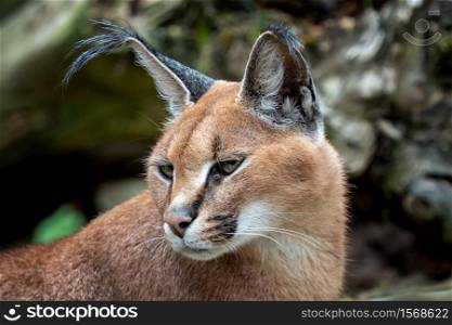 Portrait desert cats Caracal (Caracal caracal) or African lynx with long tufted ears