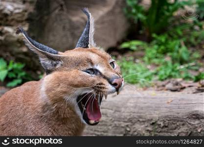 Portrait desert cats Caracal or African lynx with long tufted ears