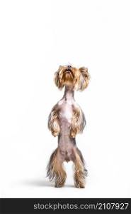 portrait dog standing hind leg