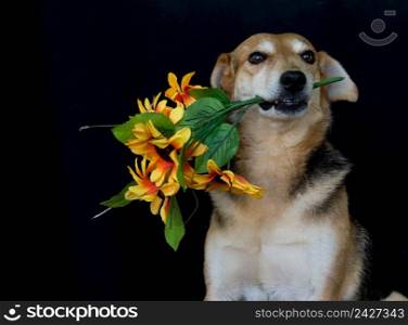 portrait dog with a bouquet of flowers in his mouth on a black background. dog with a bouquet of flowers in his mouth