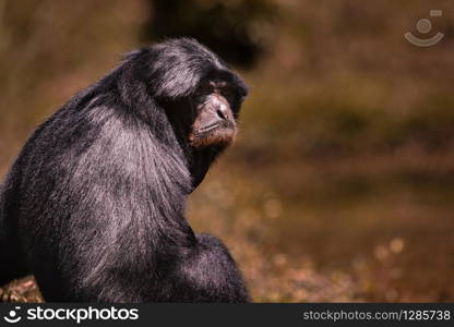 portrait face of siamang gibbon against blur background