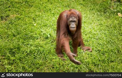 Portrait female orangutan with begging pose .