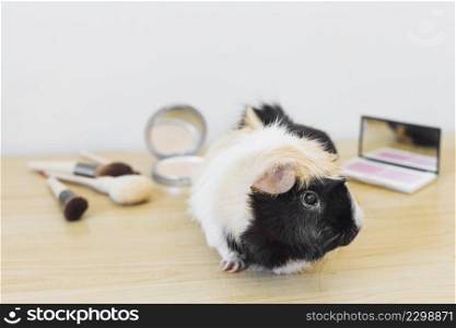 portrait guinea with cosmetics product wooden desk against white backdrop