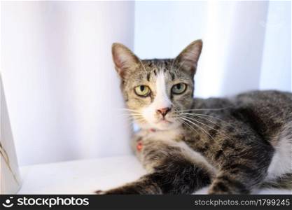 Portrait Happy tabby cat lovely comfortable Stay home with cat in the room. Cat Eyes Looking