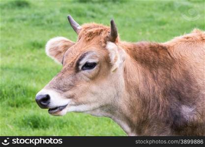 Portrait head of horned brown cow in green meadow