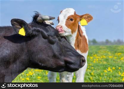 Portrait heads of mother cow and newborn calf in blooming european pasture