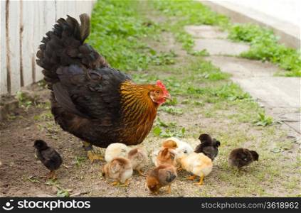 Portrait Hen and chickens