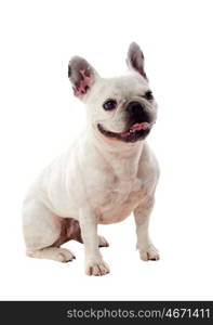 Portrait in Studio of a cute bulldog isolated on a white background