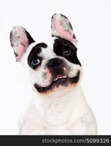 Portrait in Studio of a cute bulldog isolated on a white background