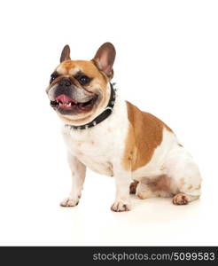 Portrait in Studio of a cute bulldog isolated on a white background