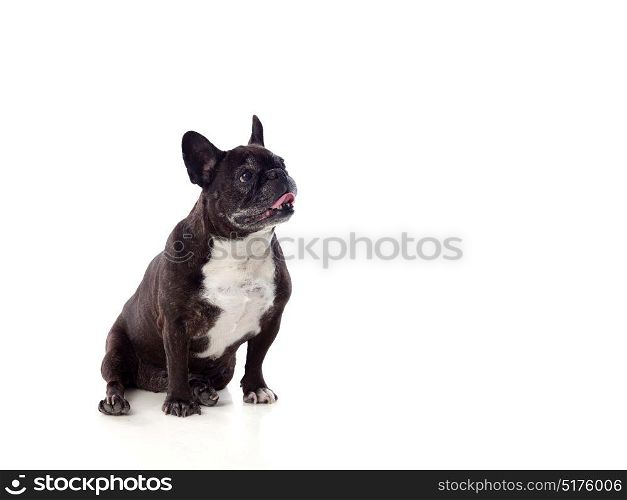 Portrait in Studio of a cute bulldog isolated on a white background