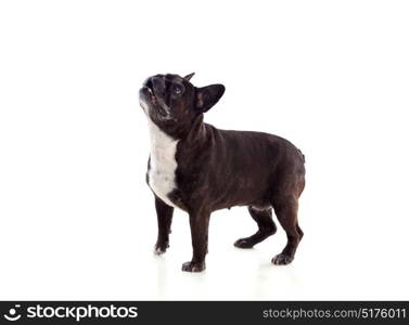 Portrait in Studio of a cute bulldog isolated on a white background