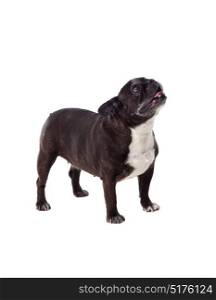 Portrait in Studio of a cute bulldog isolated on a white background