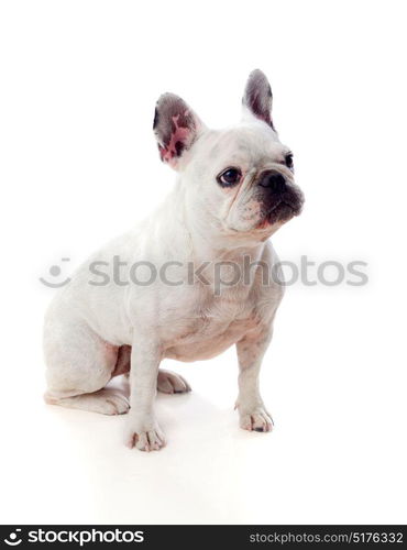 Portrait in Studio of a cute bulldog isolated on a white background