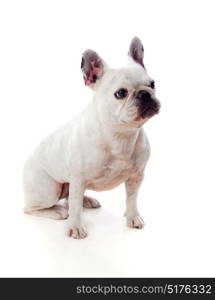 Portrait in Studio of a cute bulldog isolated on a white background