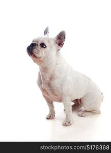 Portrait in Studio of a cute bulldog isolated on a white background