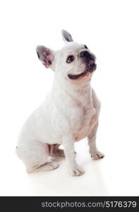 Portrait in Studio of a cute bulldog isolated on a white background