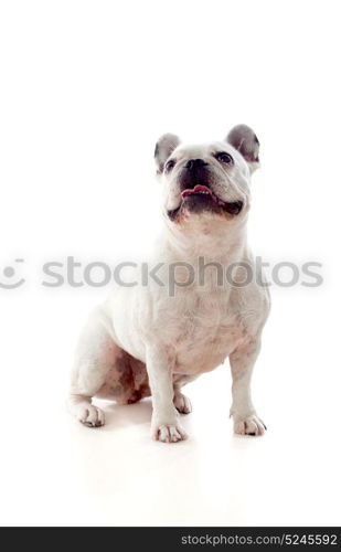 Portrait in Studio of a cute bulldog isolated on a white background