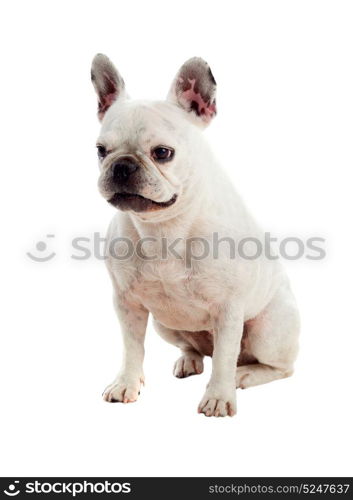 Portrait in Studio of a cute bulldog isolated on a white background