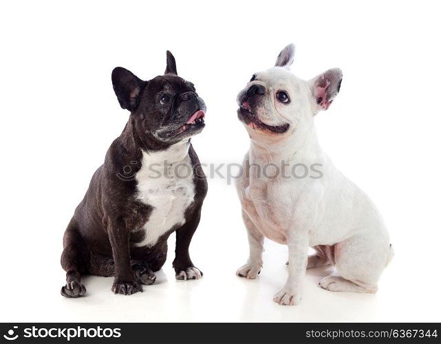 Portrait in Studio of cute bulldogs isolated on a white background