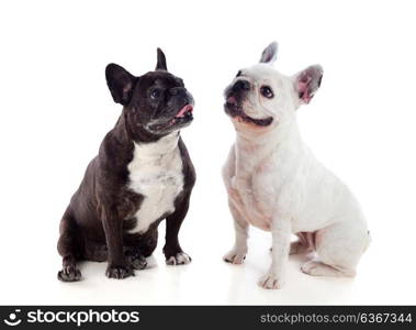 Portrait in Studio of cute bulldogs isolated on a white background