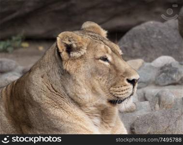 Portrait lioness basking in the warm sun after dinner.. Portrait lioness basking in the warm sun after dinner