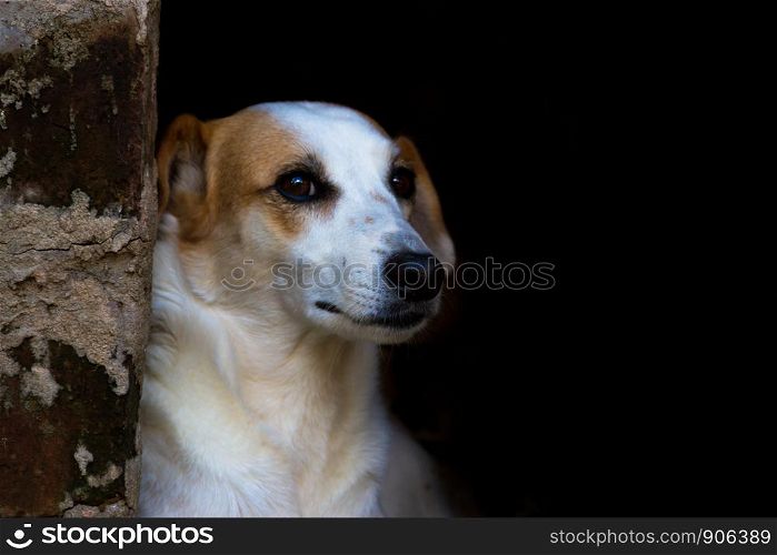 portrait mongrel stray dog on dark background