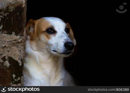 portrait mongrel stray dog on dark background