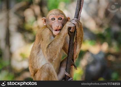 portrait monkey on tree in nature