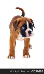 Portrait of a adorable boxer puppy on a isolated white background